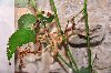 Hmyz trópov (Amazónia verzus svet)