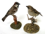 Vrabec domový (Passer domesticus) – samec a samica