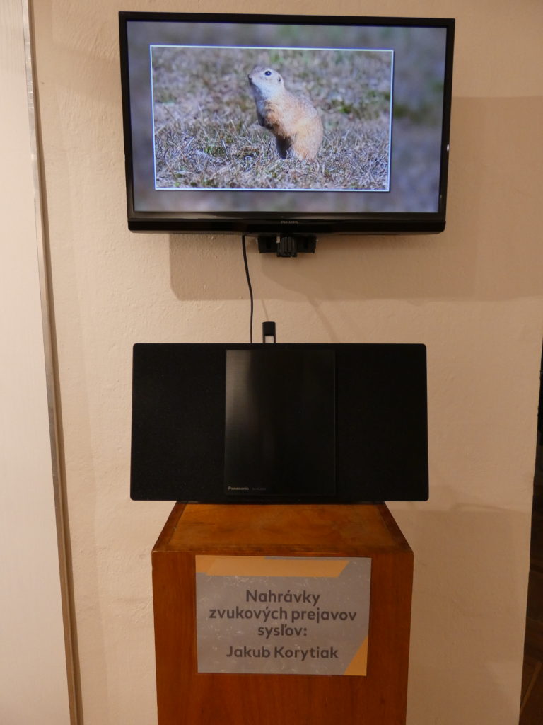 Výstavu Syseľ dopĺňajú aj nahrávky zvukových prejavov sysľov a videá z pozorovania sysľov na sysľovisku Biele vody pri Muráni.