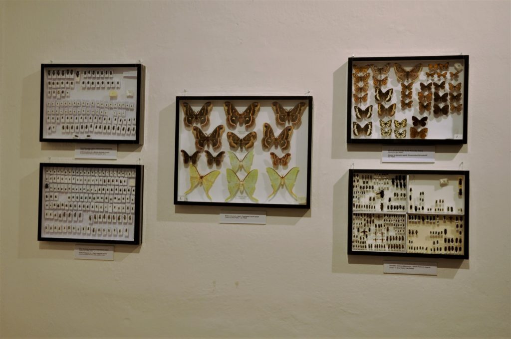 záber z výstavy - preparáty hmyzu
